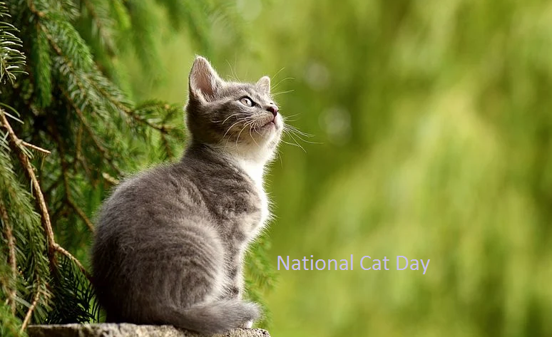 Happy Cat Day Images