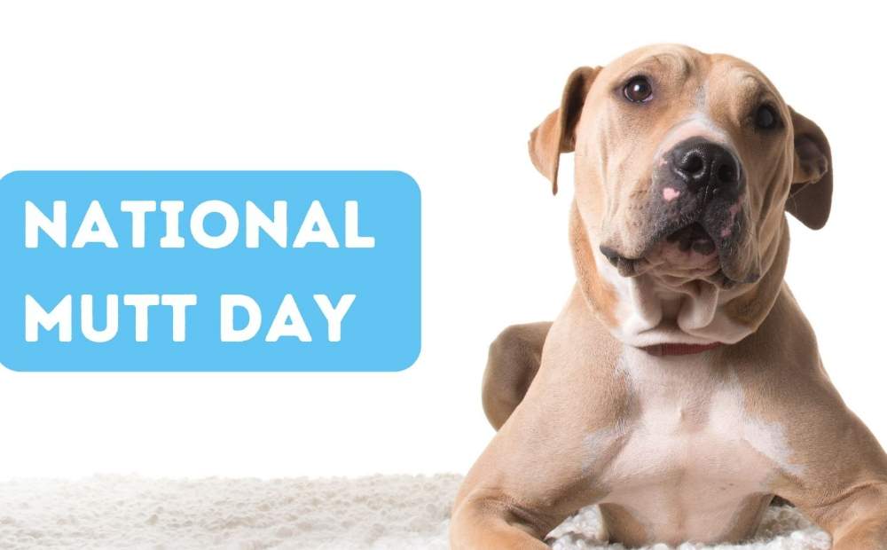 National Mutt Day Quotes